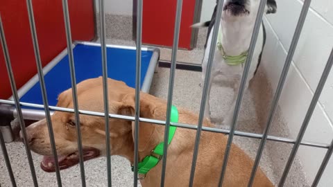 Juju-B&W 6y A882110 Cackle-tan 4y A884133 kennel 78 pod 3 PACC shelter gave Juju some 1on12025102935