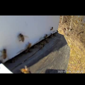 Flashback - Pollen Haul in Slow Motion