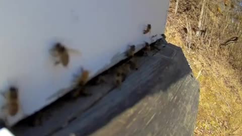 Flashback - Pollen Haul in Slow Motion