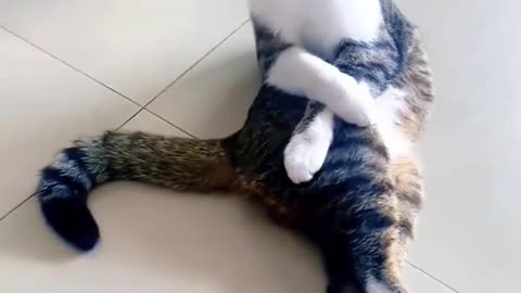 Funny Cat Collection