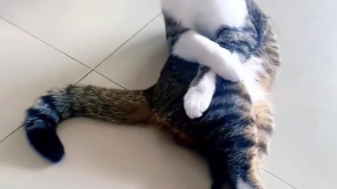 Funny Cat Collection