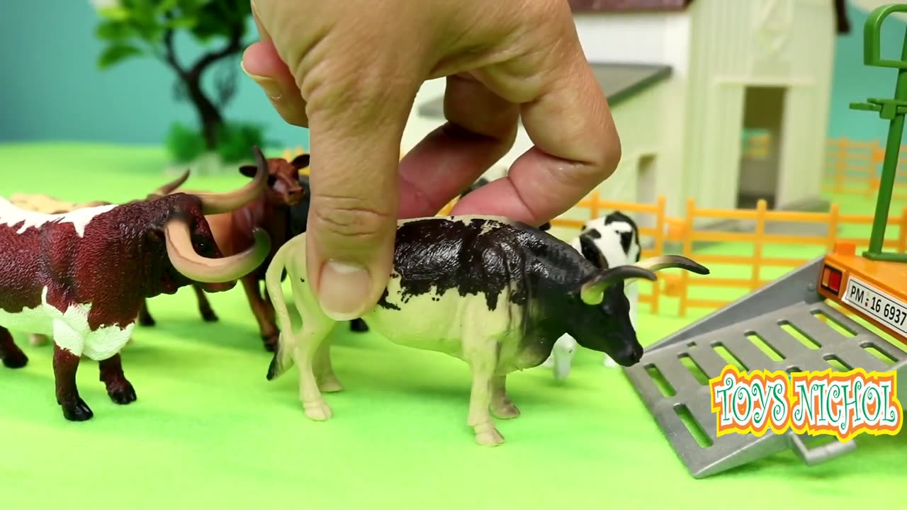 Feeding Buffalo and Pigs with Dried Corn in the Afternoon