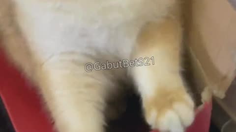 funny cat