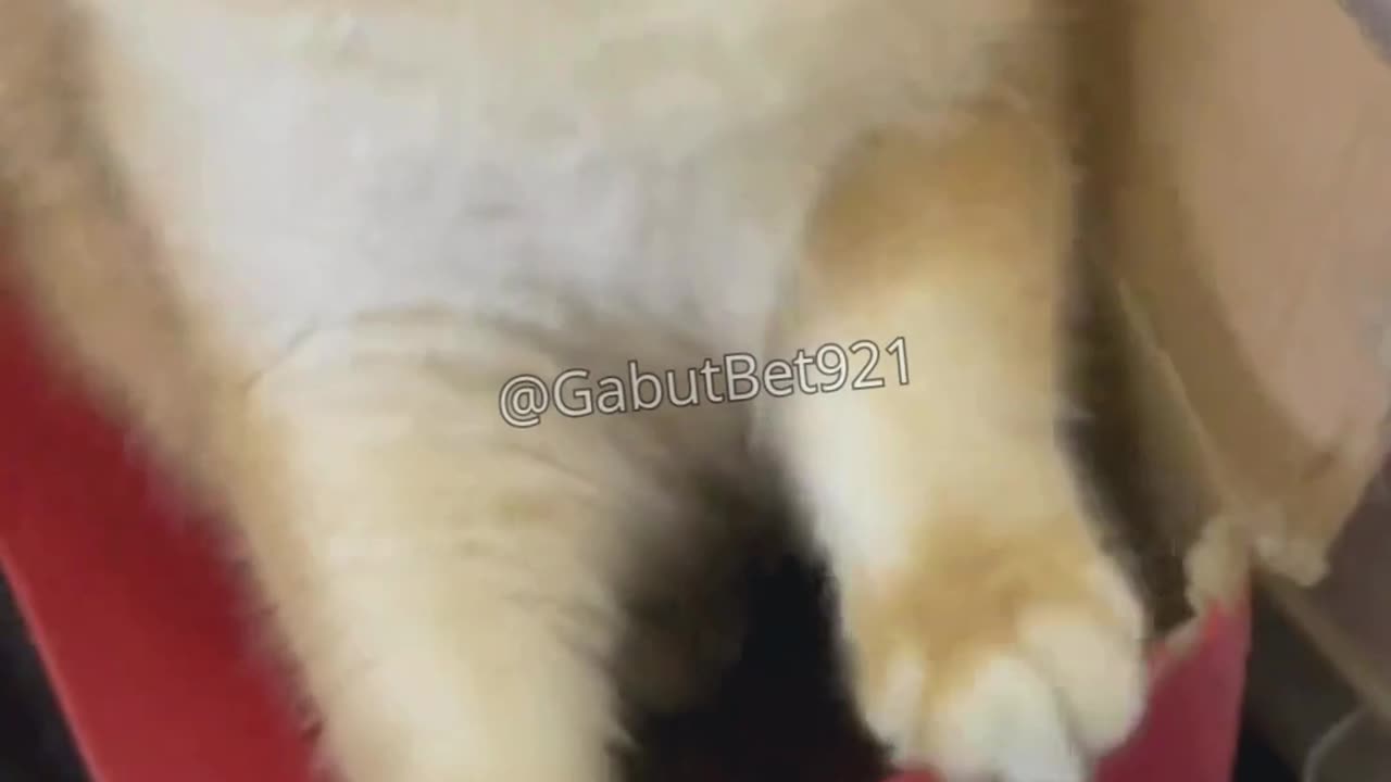 funny cat
