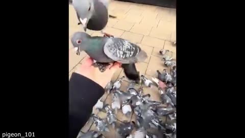 funny animal video part 3