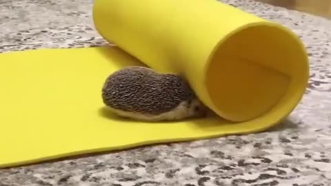 Yoga time.. 😅