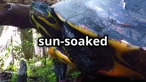 🦋💧 Butterflies That Drink Turtle Tears – Nature’s Unexpected Connection! 🐢🌿