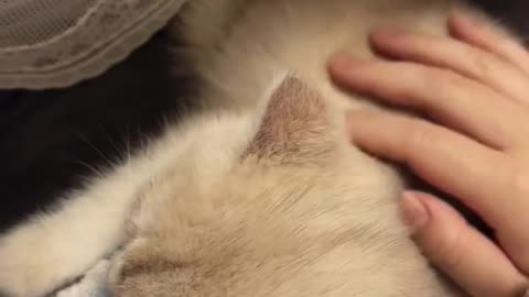 Paws & Whiskes🐾