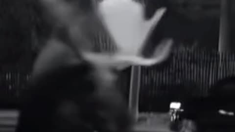 Moose damages objects in residential area