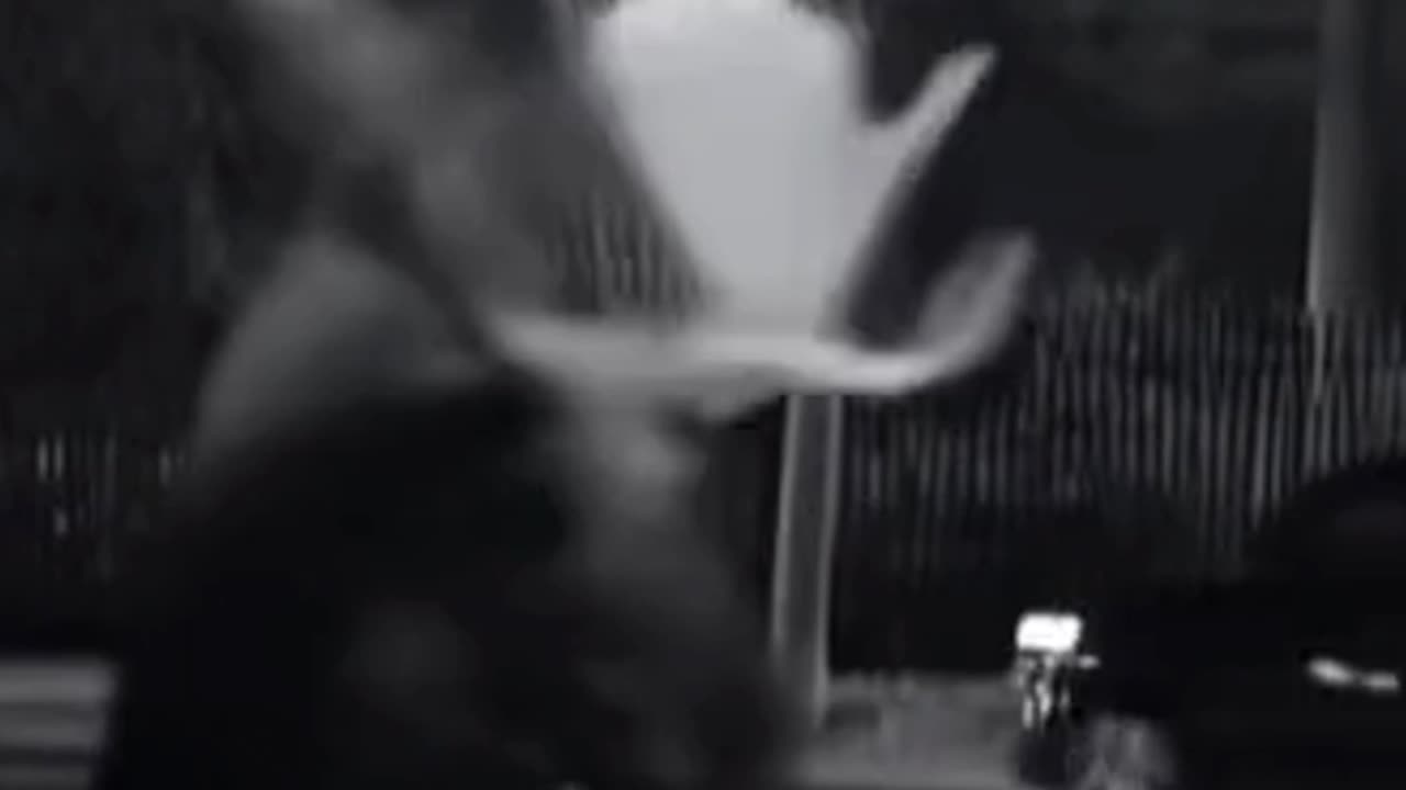 Moose damages objects in residential area