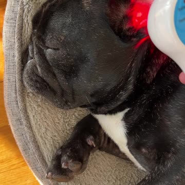 Red and Infrared Light Therapy for Piper’s Ear Infection with Pulse Laser