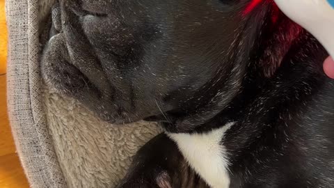 Red and Infrared Light Therapy for Piper’s Ear Infection with Pulse Laser
