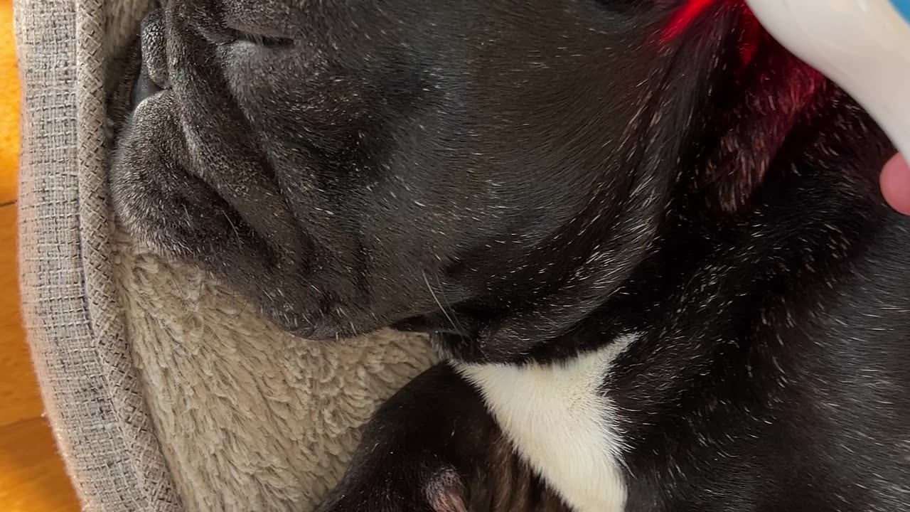 Red and Infrared Light Therapy for Piper’s Ear Infection with Pulse Laser