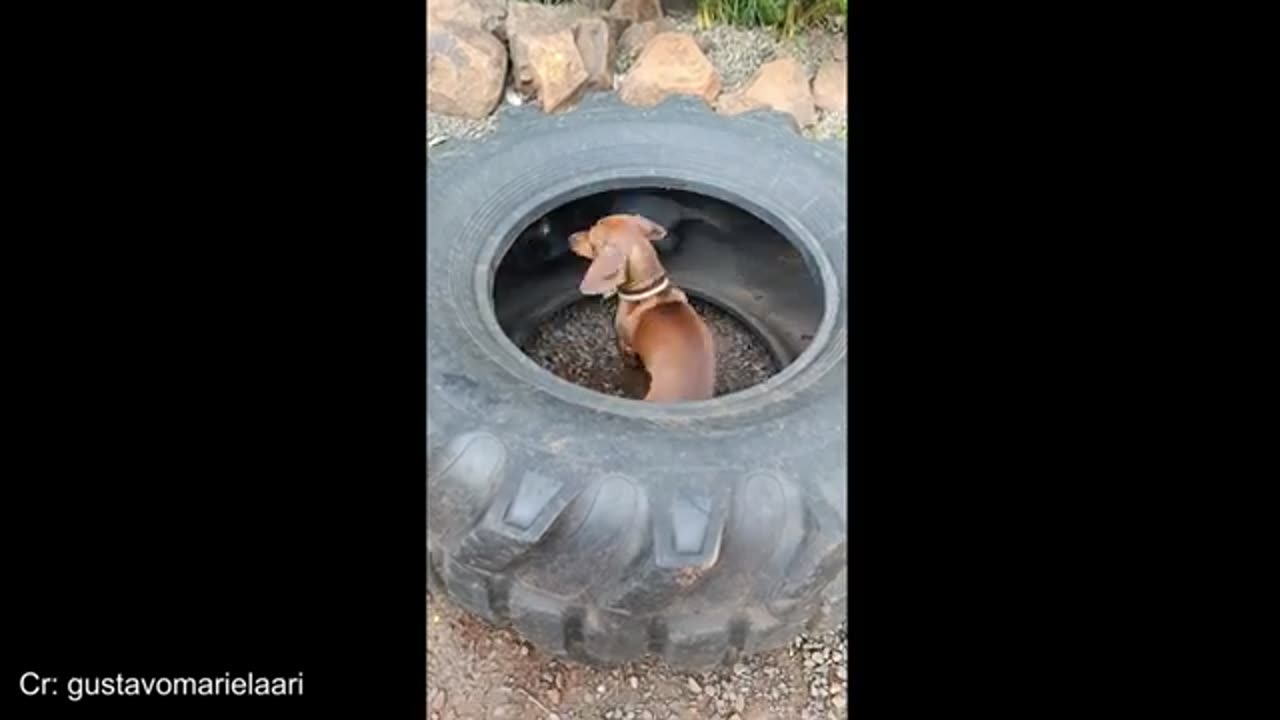 Funny animals