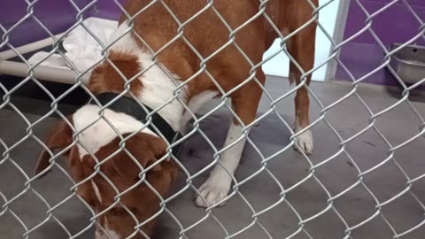 Edelweiss 6y Pet Id 948323 kennel 16 HSSAZ shelter our 1st encounter, he touched my heart20250718697