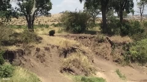 Funny animal vedios