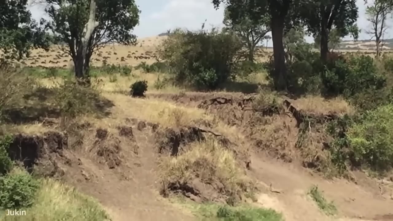 Funny animal vedios
