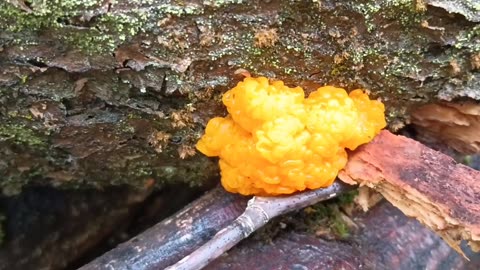 Witch's Butter
