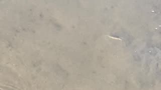 SHADOW MAKES FISH AND CRAB JUMP!