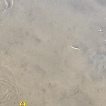 SHADOW MAKES FISH AND CRAB JUMP!