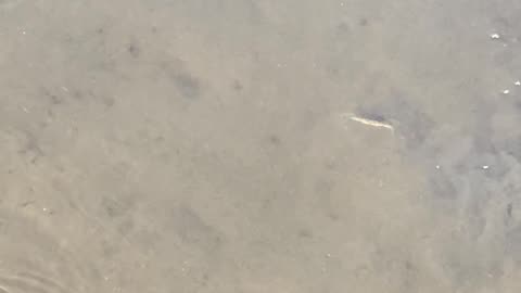SHADOW MAKES FISH AND CRAB JUMP!