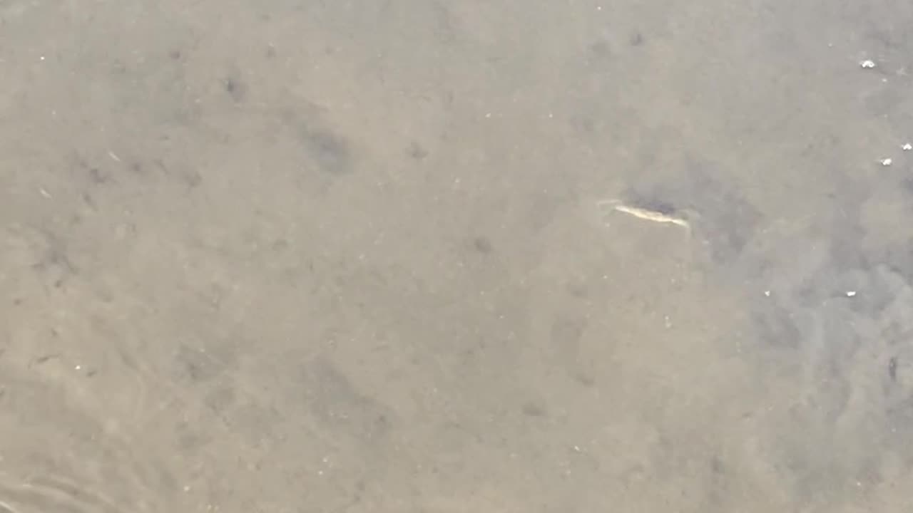 SHADOW MAKES FISH AND CRAB JUMP!