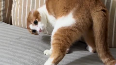 Cute Funny Cat Play With My Leg