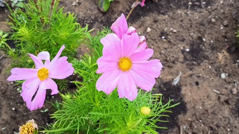 Cosmos