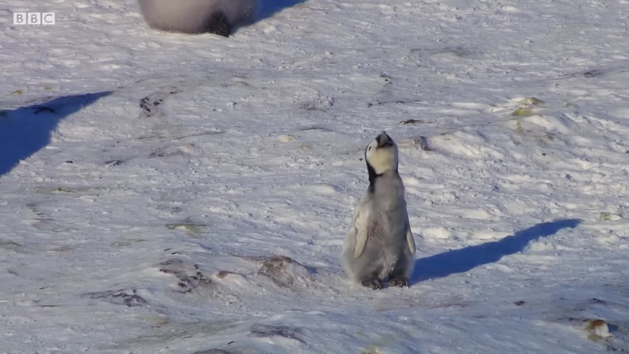 Baby Penguin Tries To Make Friends