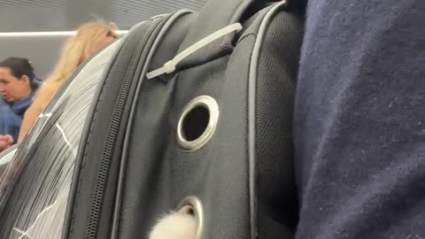 Backpack Cat Wants Attention