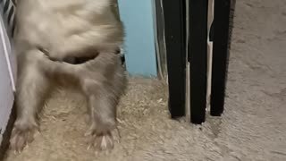 Funny Ferret!