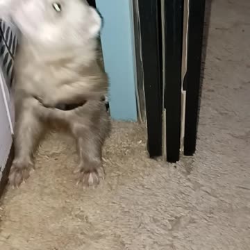 Funny Ferret!