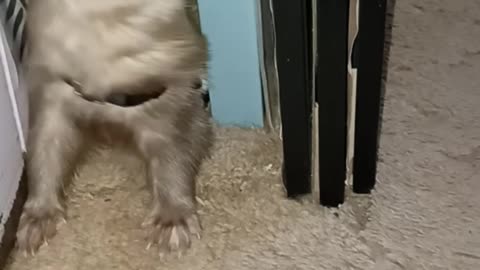 Funny Ferret!