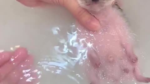 Its bath time! 🛁🦔
