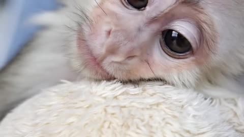 🐒 Baby Monkeys Take Over the Internet! 🥰 Unstoppable Cuteness Overload! ❤️