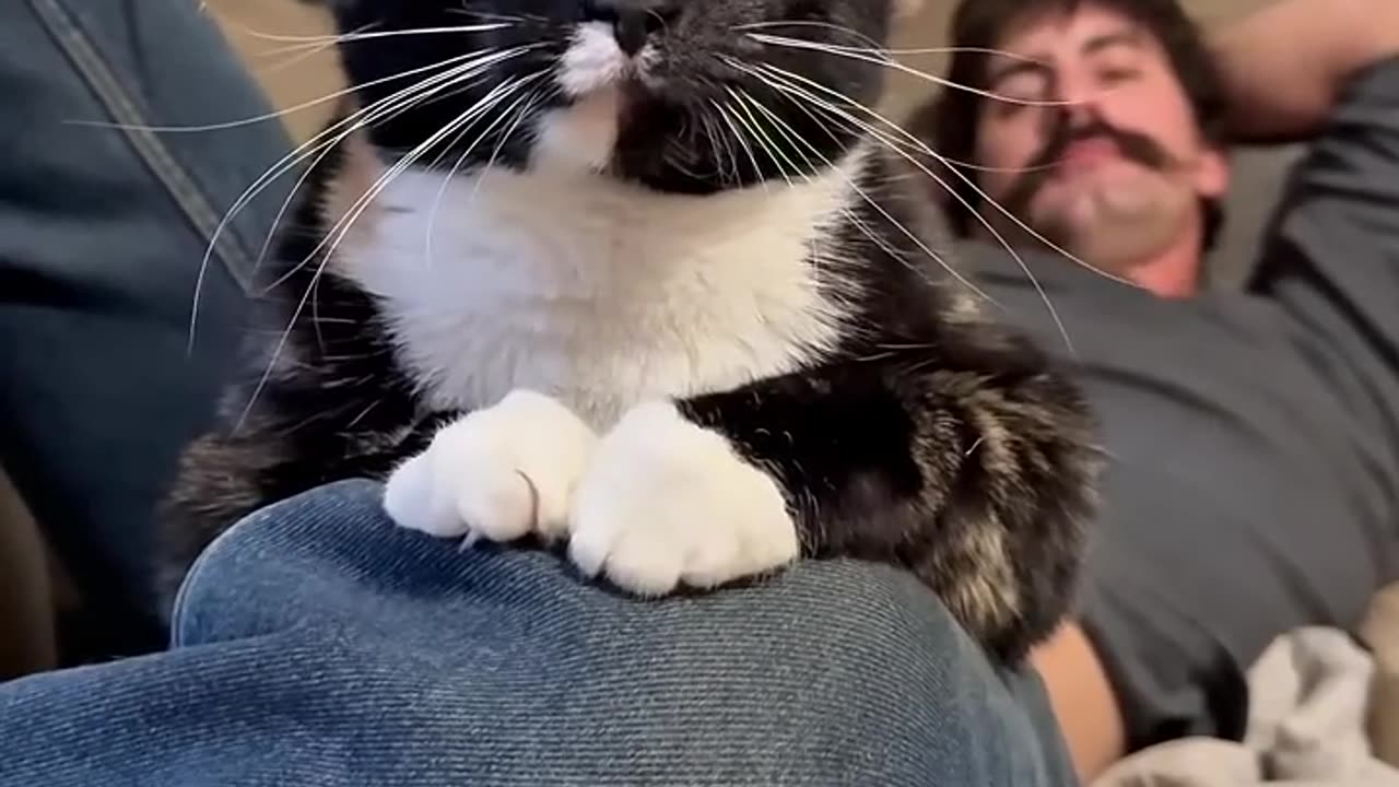 funny animals
