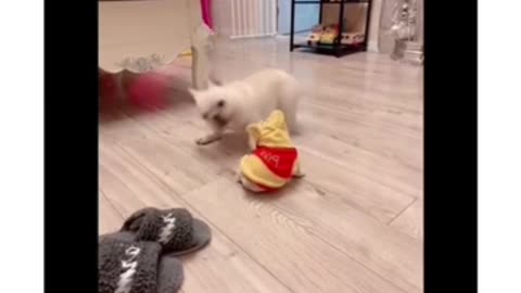 Paws & Punchlines: The Funniest Dogs on the Internet!
