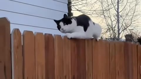 Funny video
