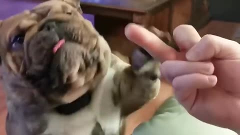 Doing the middle finger to your dog challenge 🤣
