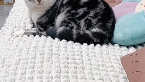 🤣 WARNING: This Video Will Make You Laugh Out Loud! 🐾