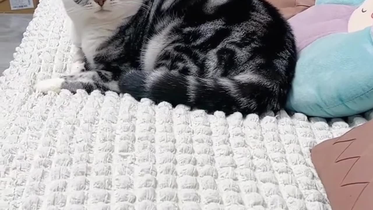 🤣 WARNING: This Video Will Make You Laugh Out Loud! 🐾