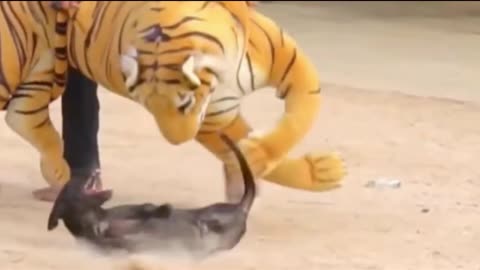 Fack lion vs real Dogs comedy Videos 🤣 so cute videos 😍 funny videos 🤣