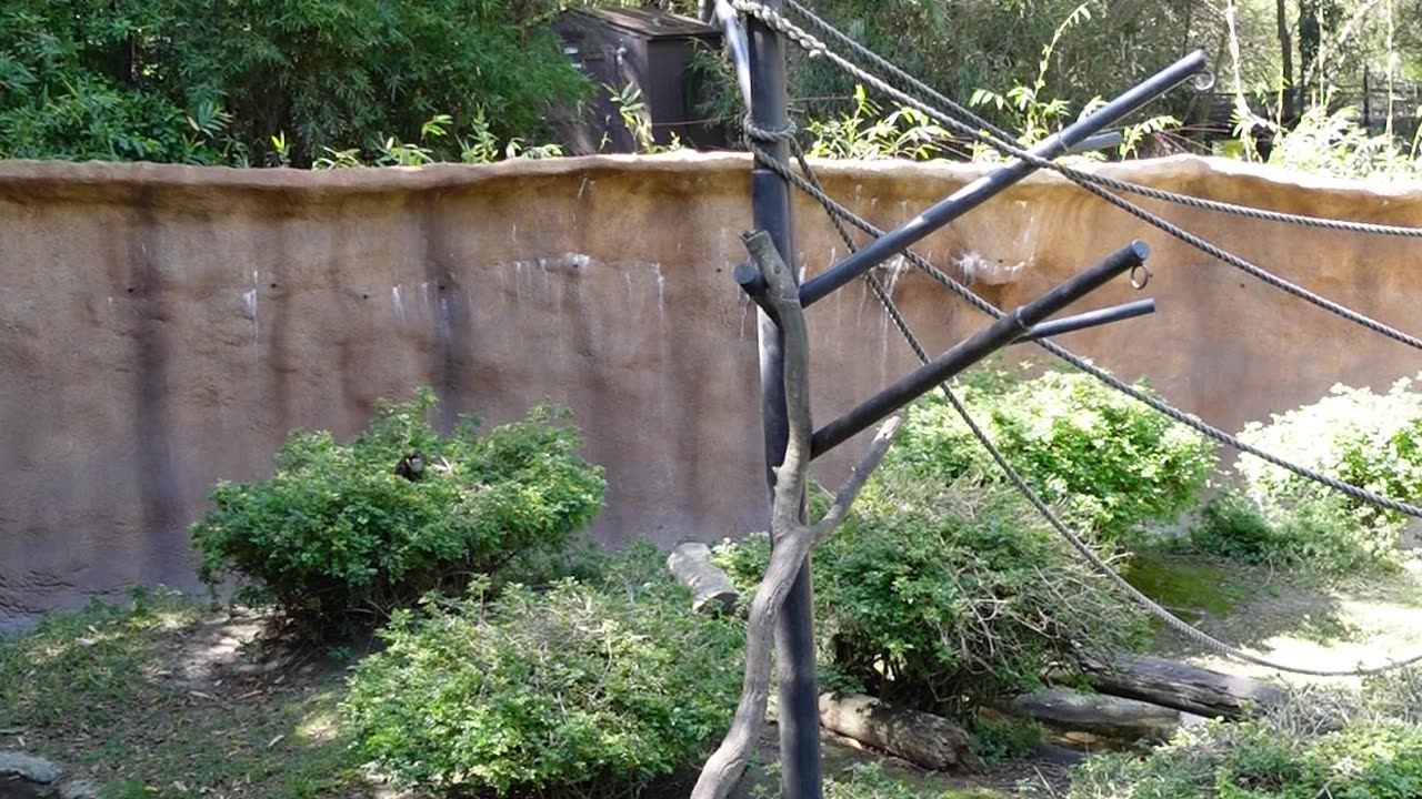 Red tailed monkeys at the San Diego Zoo