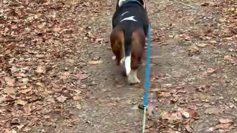 That's Not HIs Tail Wagging