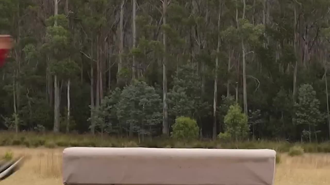 If animals did Parkour