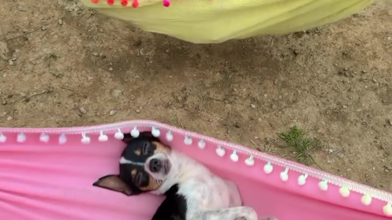 Puppy Nanny