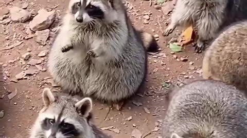 When you can't wait for lunch and start rubbing your hand! 😋❤️🦝