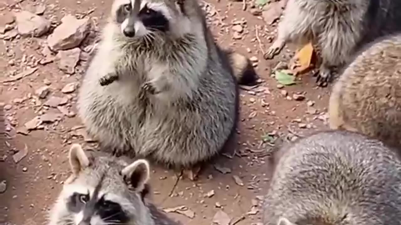 When you can't wait for lunch and start rubbing your hand! 😋❤️🦝