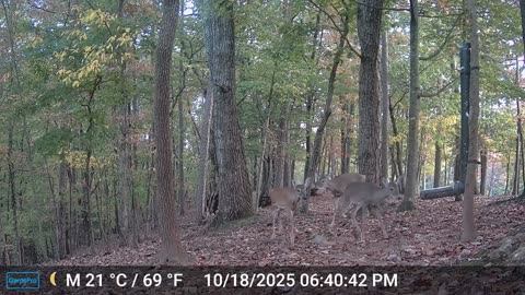 The Woods – 10/19/2025