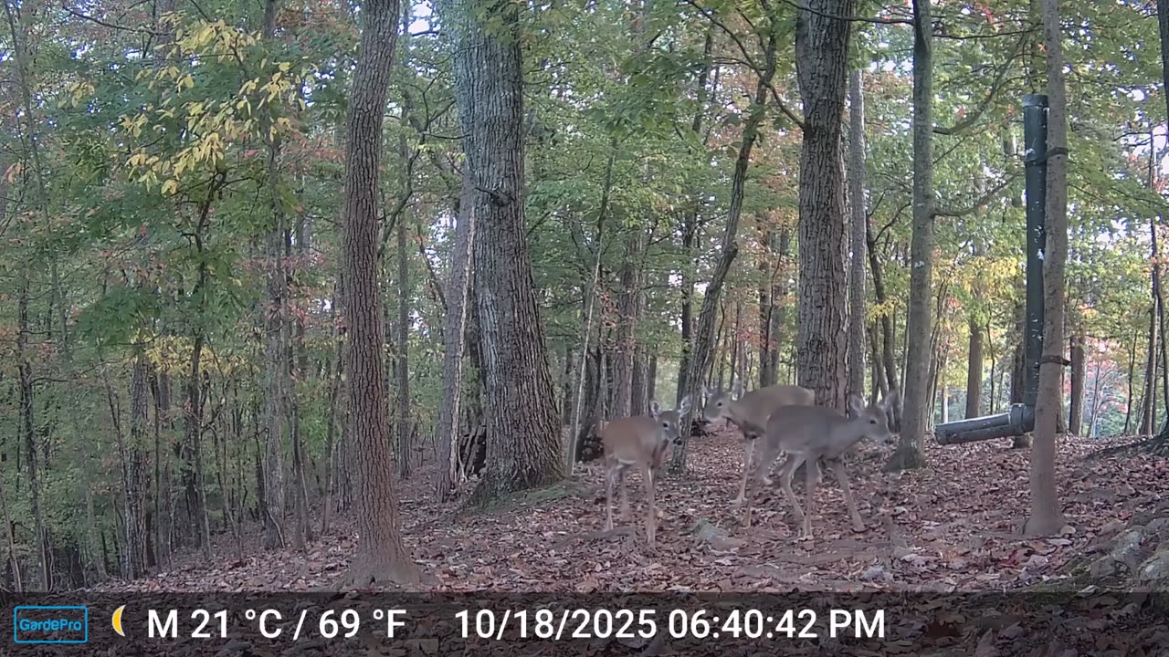 The Woods – 10/19/2025